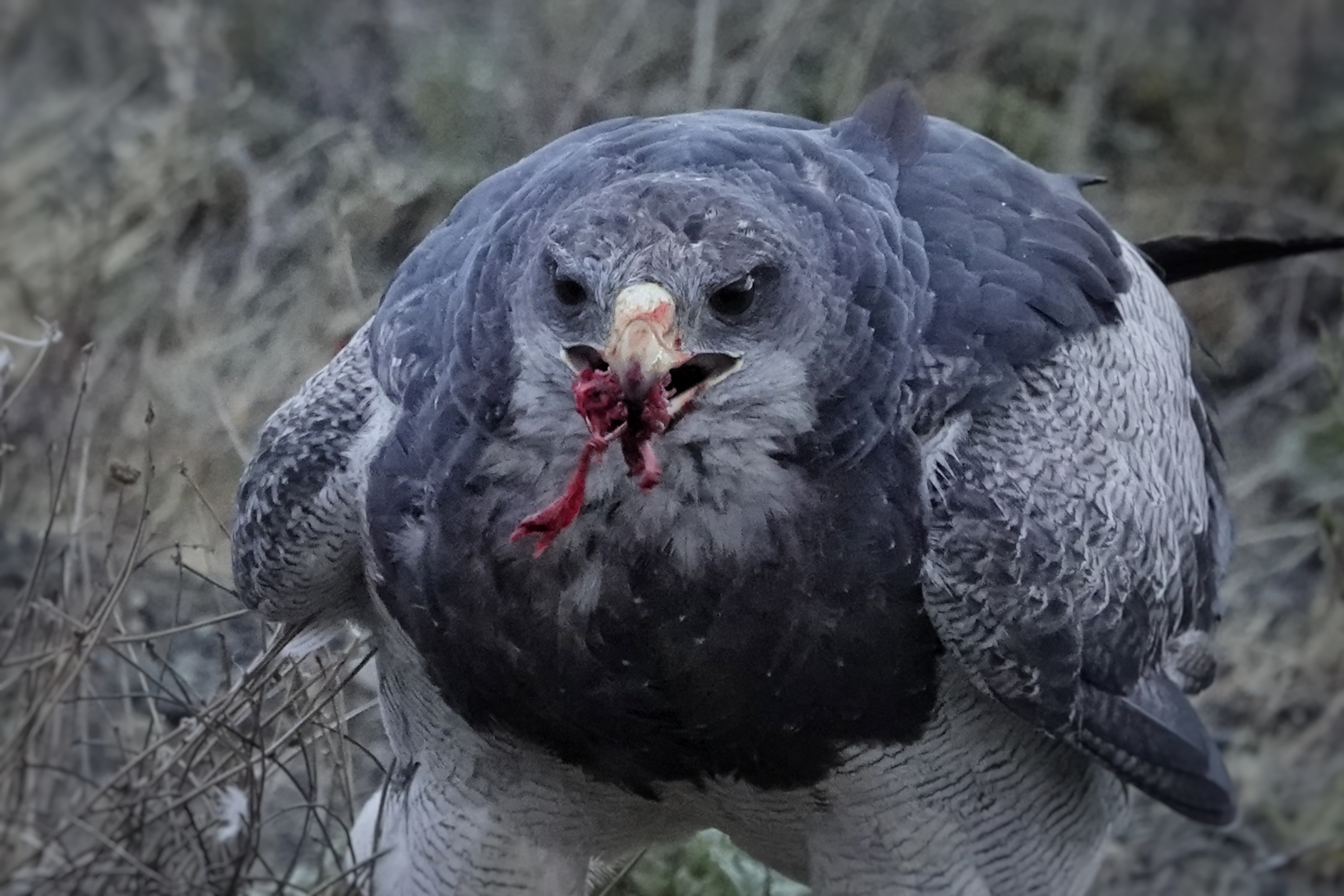 Oiseau marin